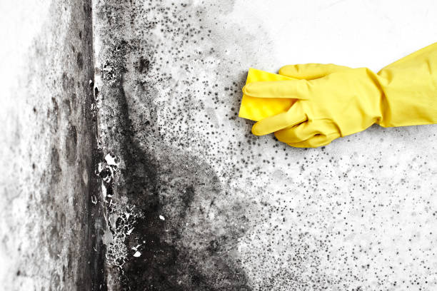 Attic Mold Removal in Bakersfield Country Clu, CA
