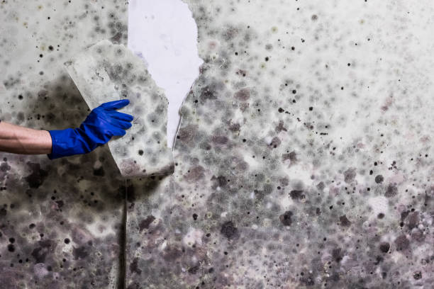  Bakersfield Country Clu, CA Mold Removal Pros